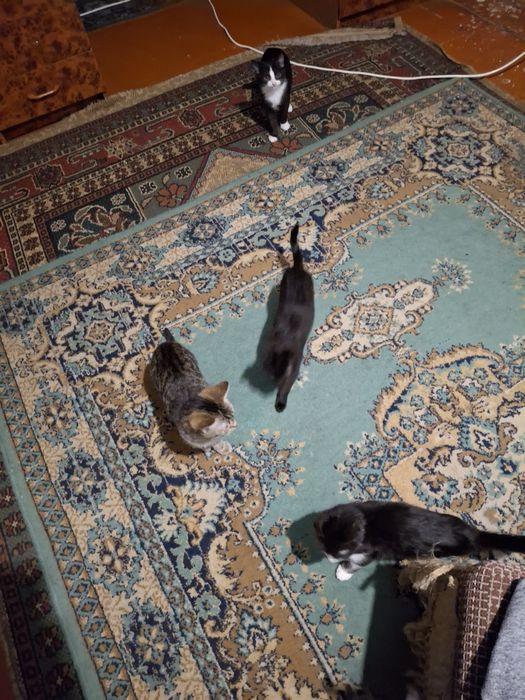 Отдам котят помогите