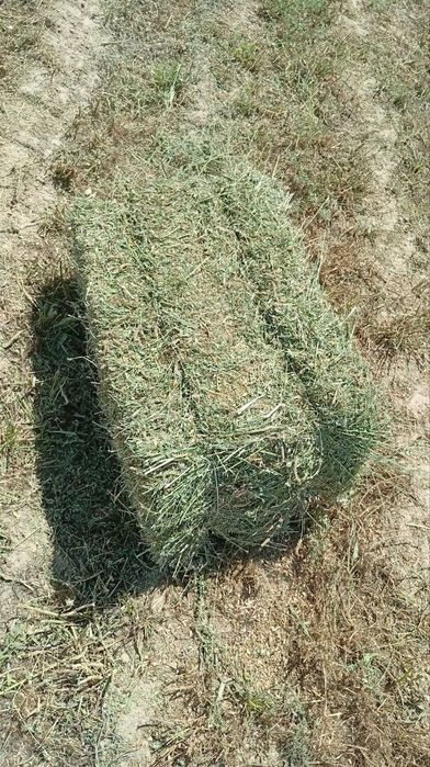 Beda pirss bor 10000 dona kelishilgan