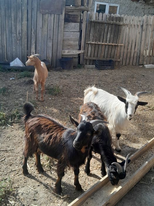Vind 3 capre bune la prima fatare