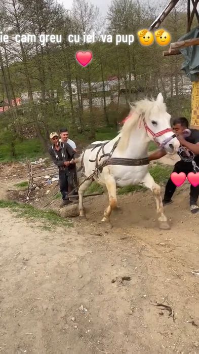 Vând.cal castrat forte cuminte ac cert or ce proba 9 .pe10 ani