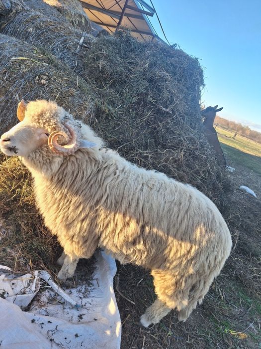 Vând berbec de un an