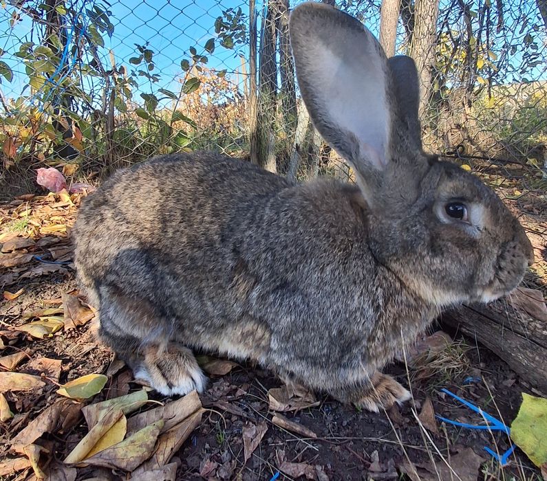 Vand Mascul Uriaș German