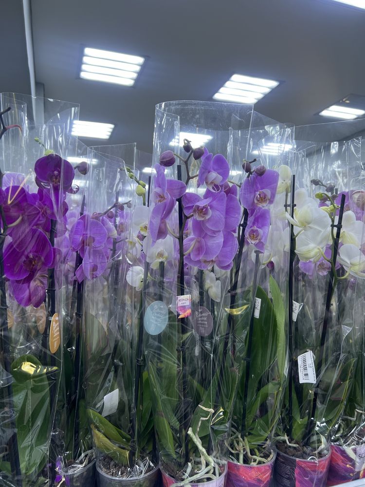 Комнатные цветы Астана цветы в горшках замик каланхоэ драцена фикус