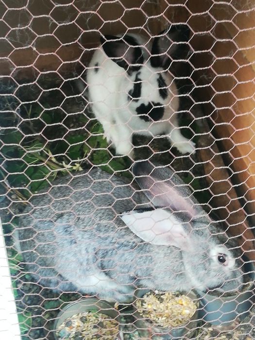 Продавам зайци на 5 месеца