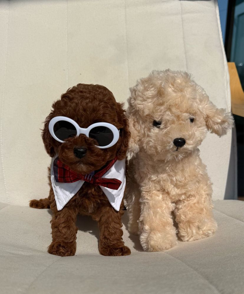 Mini toy red poodle