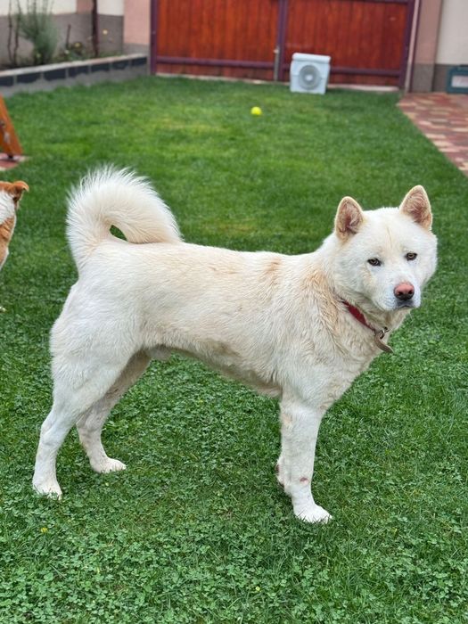 Akita inu japonez
