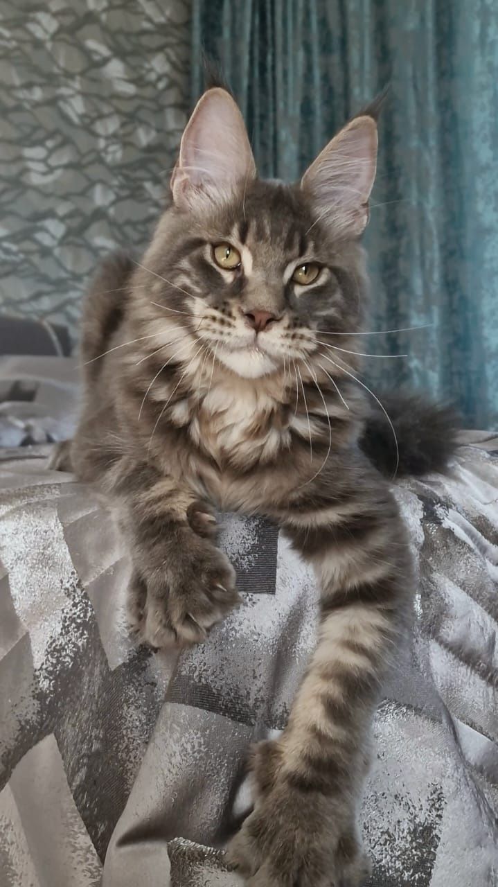 Котёнок Мейн-Кун
