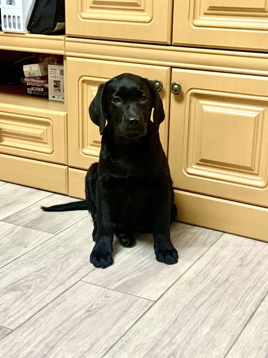 Щенки лабрадора ретривера