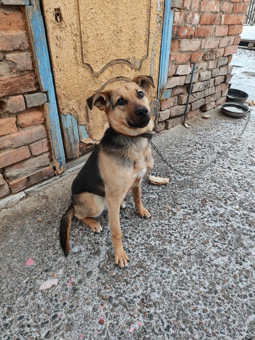 Отдам собачку 7 мес