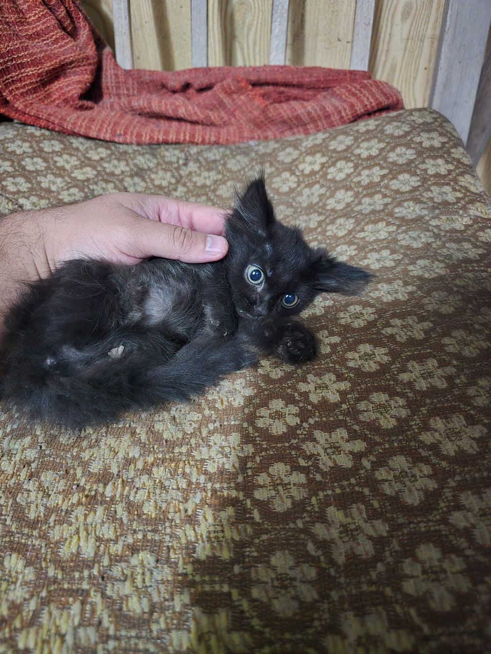 Отдам кошек в хорошие руки