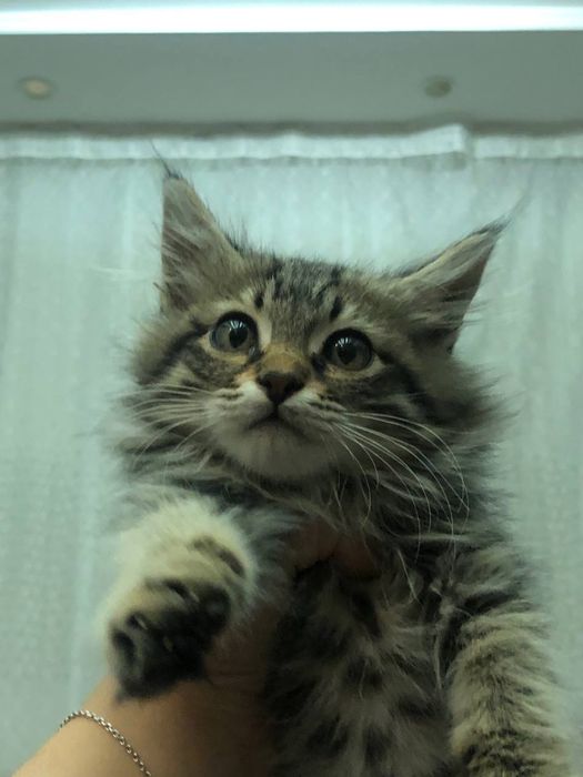 Бесплатно отдам Котенки