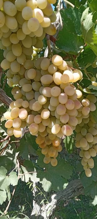 Zõr holatda 1 fura 14 lik karzinkada toyfi uzum bor