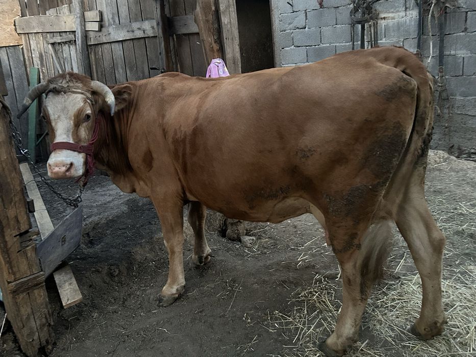 Vaca de vanzare gestanta in 8 luni