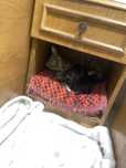 4 puiuti de pisica spre adoptie+mama. GRATIS