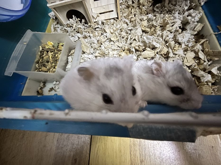 Donez 2 hamsteri