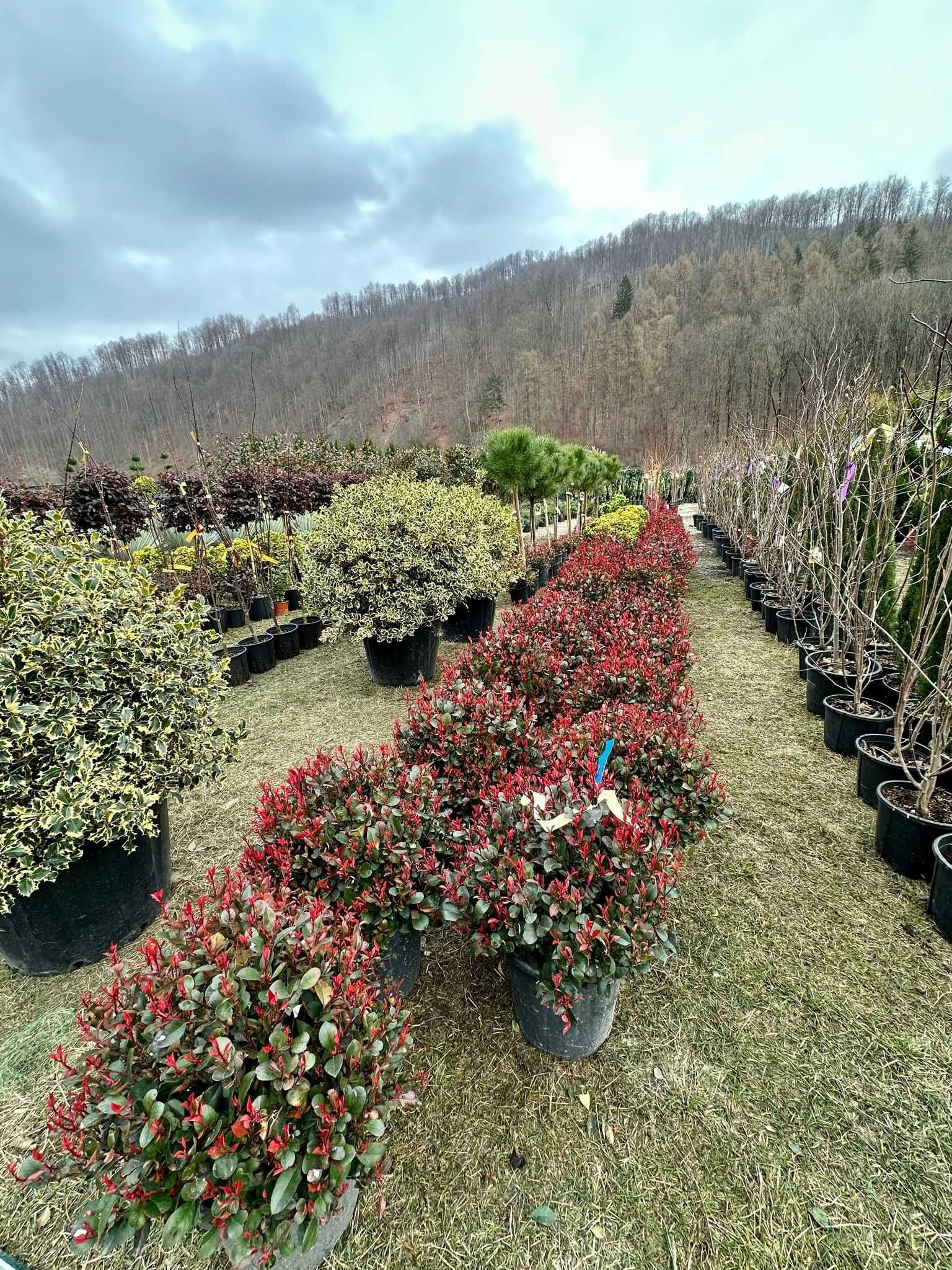 Plante ornamentale pentru orice grădină – Livrare rapidă și gratuită!