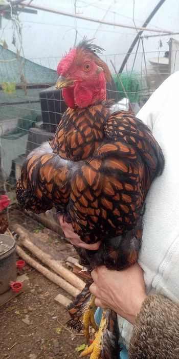 Cocosi de fite - pentru cunoscatori - australorp si alte rase