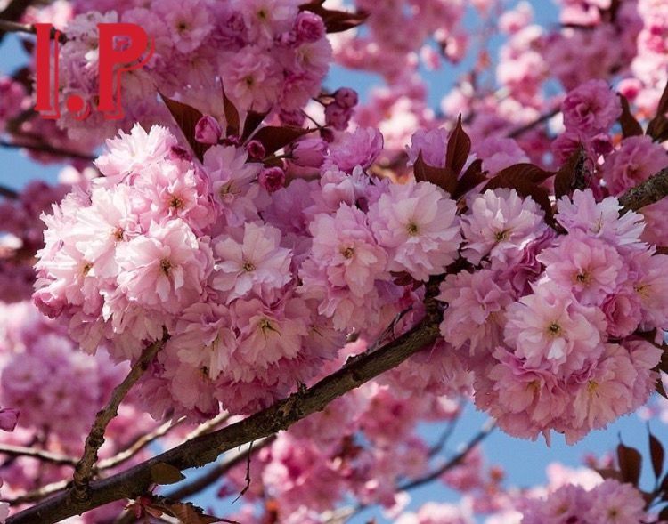 Cires japonez  .
