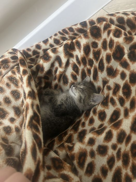 Котенок мысык баласы