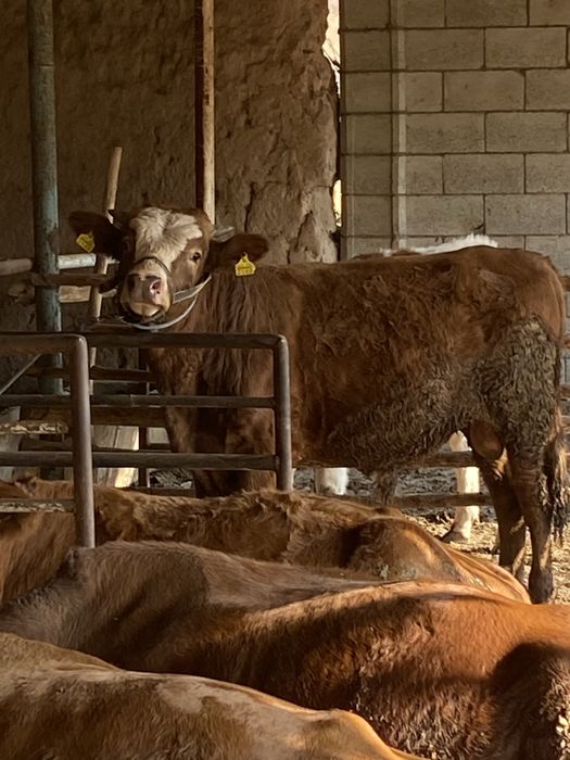 Укичча сотилоди 10 ойлик