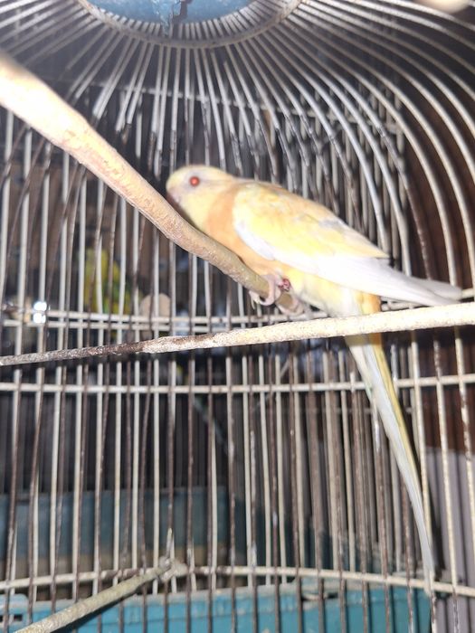 De vânzare papagali cantatori