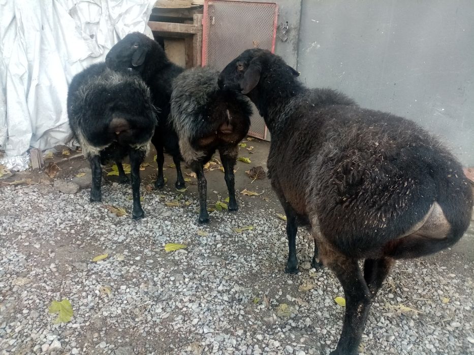 Бугоз куйлар сотилади