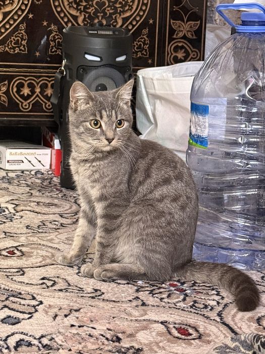 Mushuk sotiladi 6-7 oylik