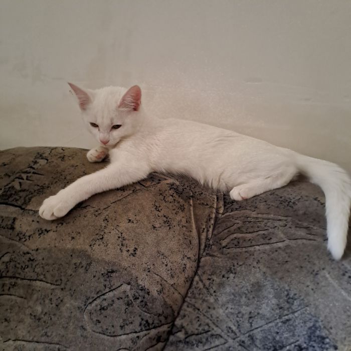 Катонок белоснежный девочка 9месеца,домашний...