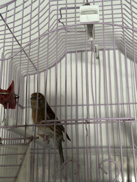 Vand sau schimb bastard se pietrusel cu canar