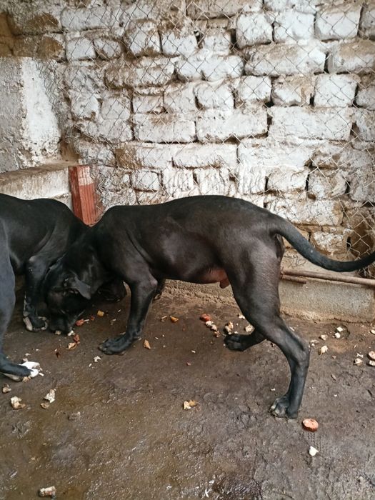 Мъжки питбул черен