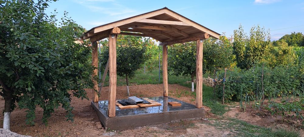 Stejar cu o vechime de peste 15 ani.