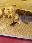 Synodontis Multipunctatus
