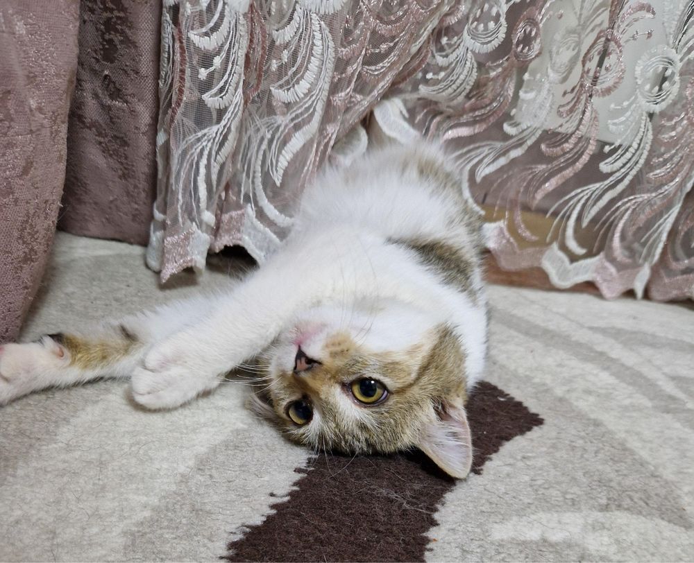 Котенок ищет дом