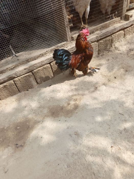 Япон жужа хурозлар домашный петухи