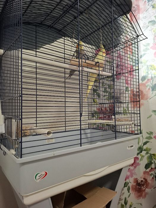 Vând Nimfa cu tot cu colivie . Colivie mare