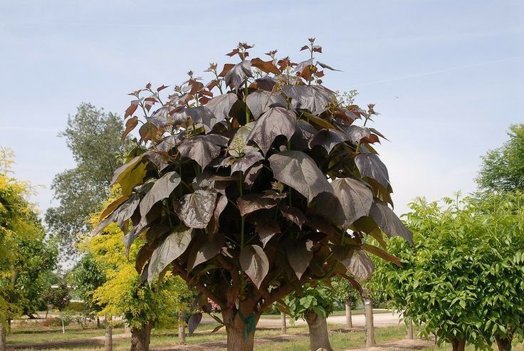 Catalpa Purpurea