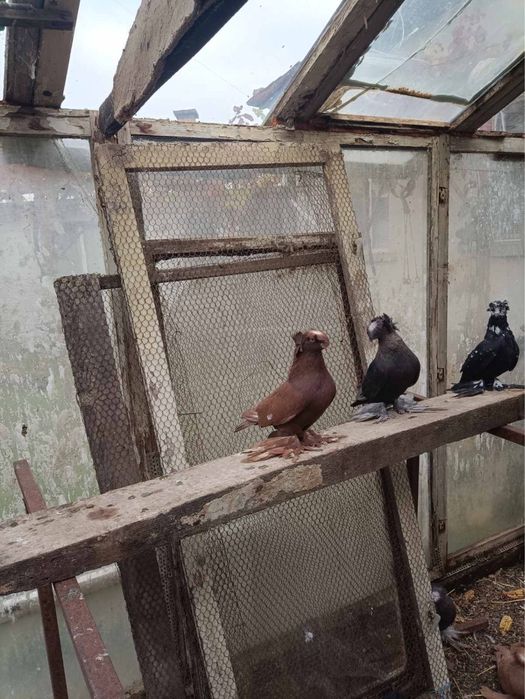 Немски Барабанчик Динкеши