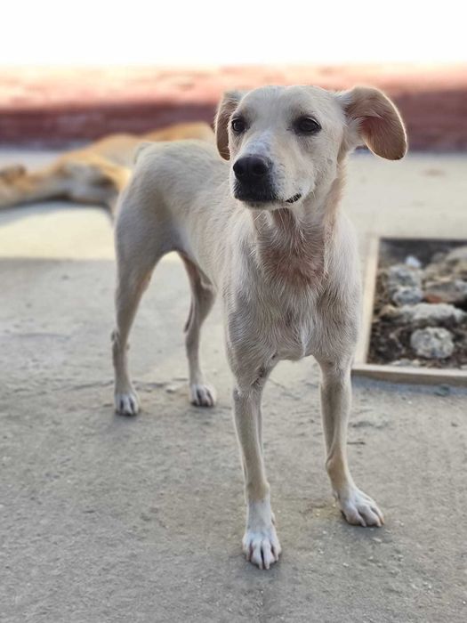 Snowy - un baiat iubitor si sensibil