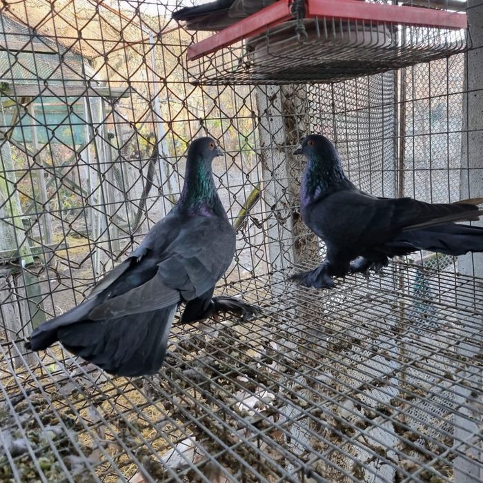 Porumbei diverse rase