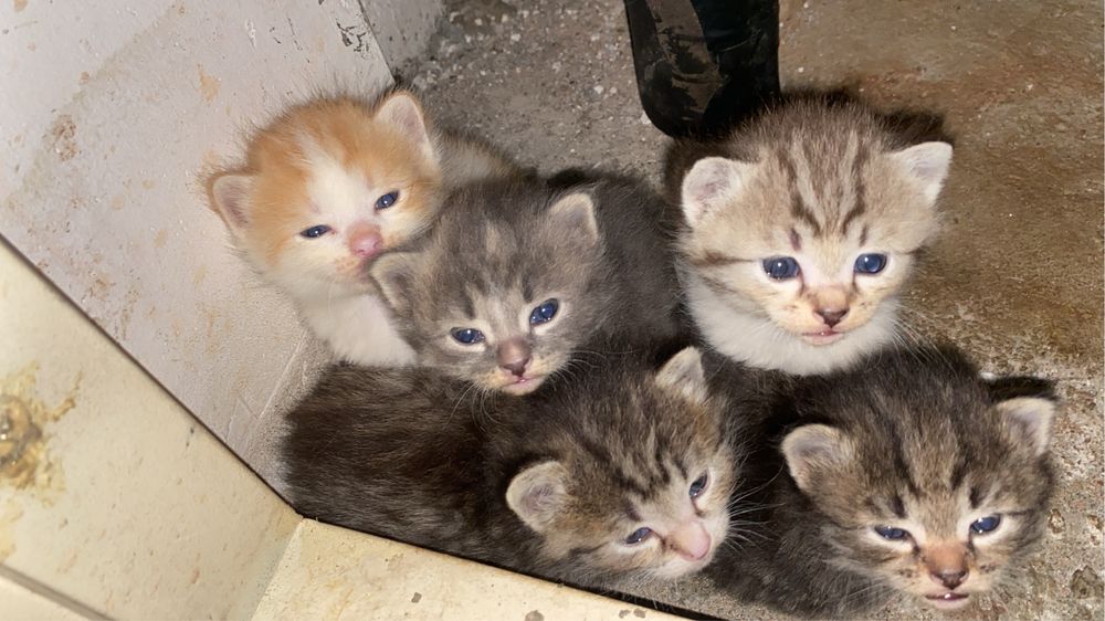 Бесплатные котят