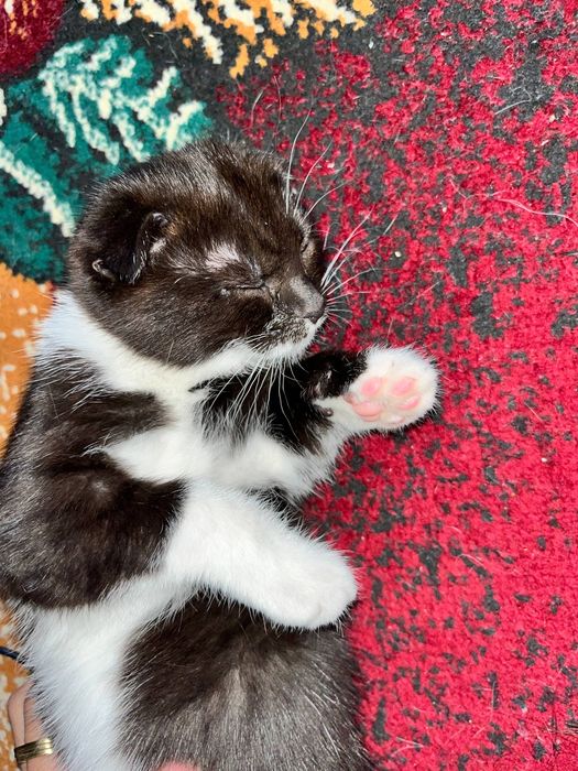 Чиройли зотдор киз мушук боласи сотилади