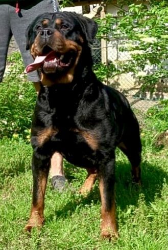 Catelus Rottweiler