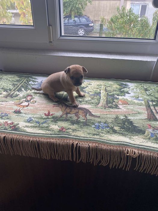 Продавам малки чихуахуа