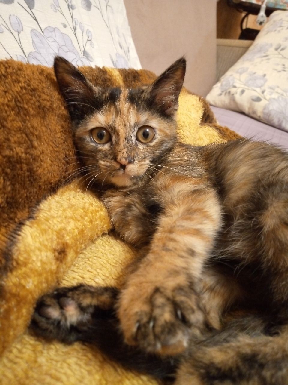 Кошечка в добрые руки