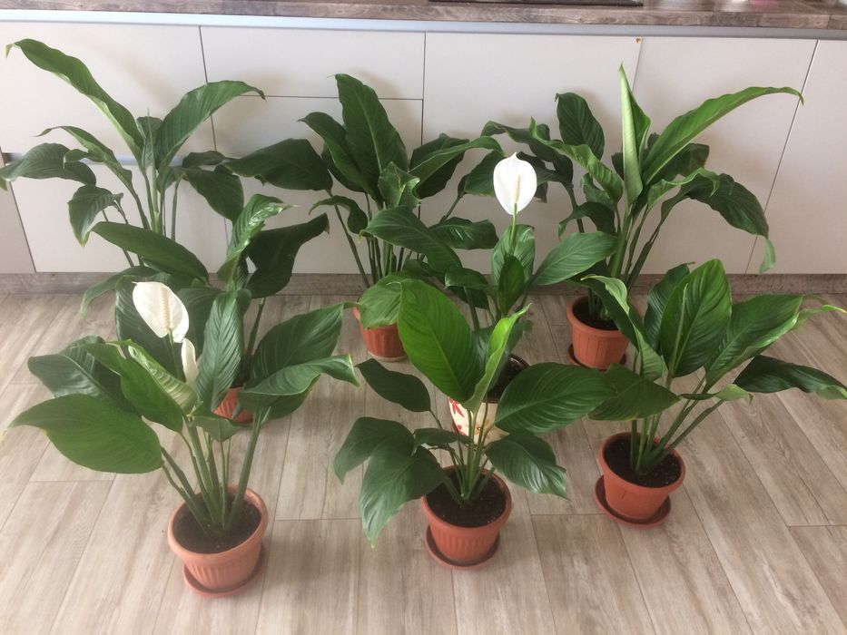 Драцена, Хлорофитум, Спатифилум (Женско щастие)