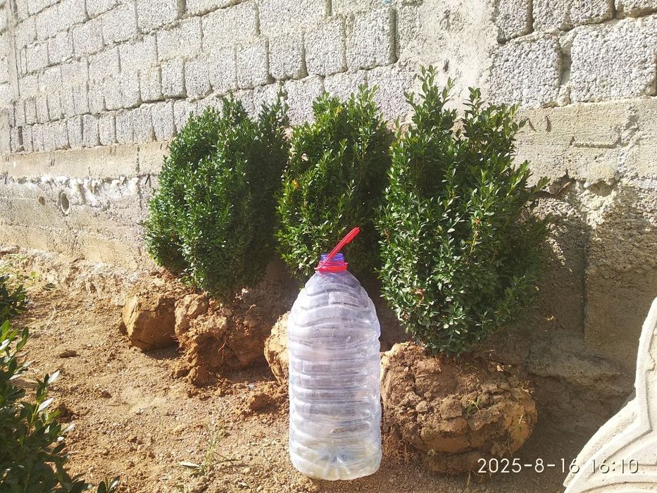 Shamshotlar Sotiladi