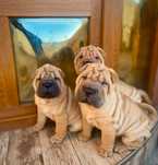 Catelusi shar pei