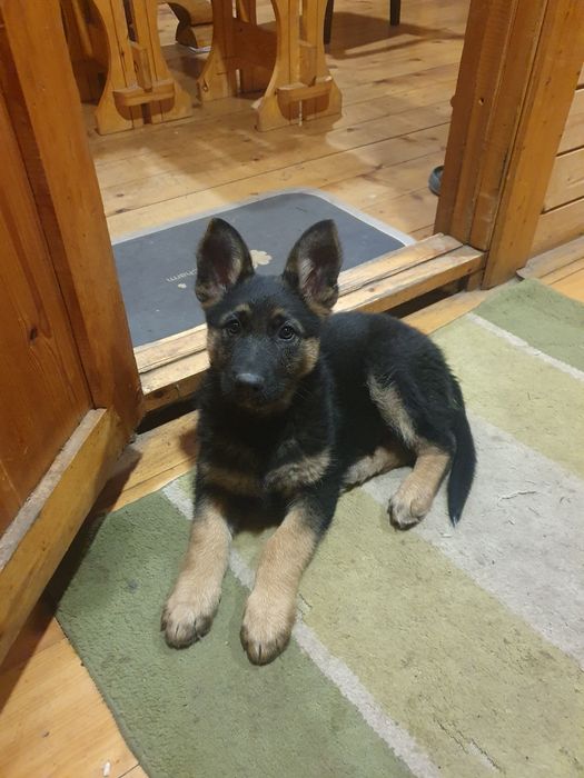 Щенок немецкой овчарки