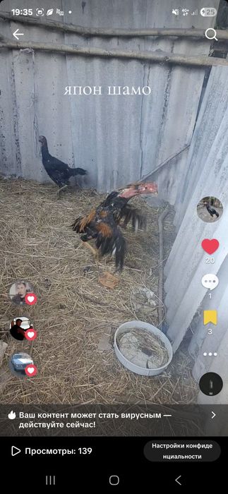 Продам япон шамо