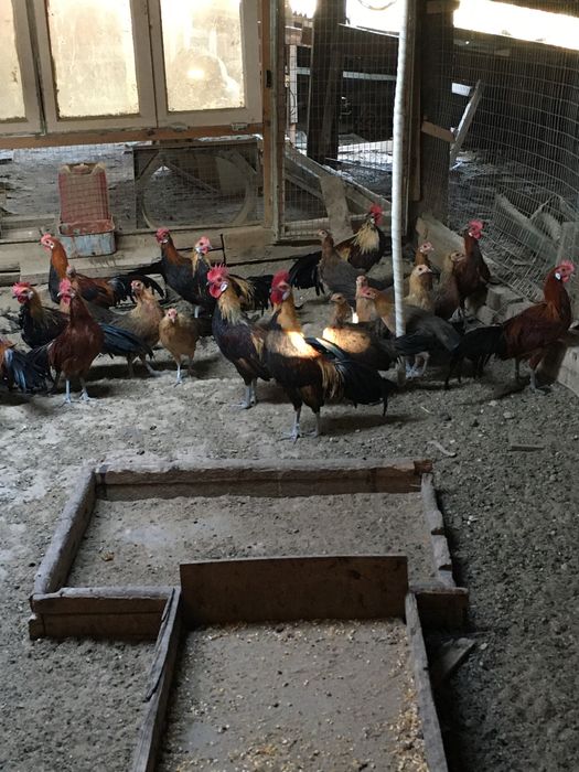 Феникс хороз товуклар